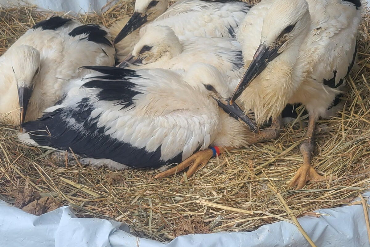in einem großen Korb/Nest lieben 5 junge Störche, bei denen man schon die schwarzen Federn sehen kann. der rechte Storch trägt rot-blaue Plastikringe