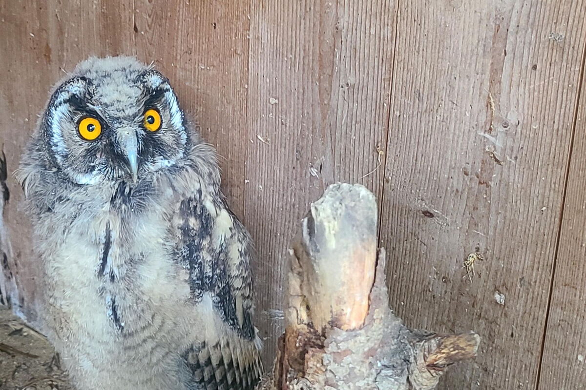eine junge Waldohreule sitzt am Boden, davor der Teil eines starken Astes