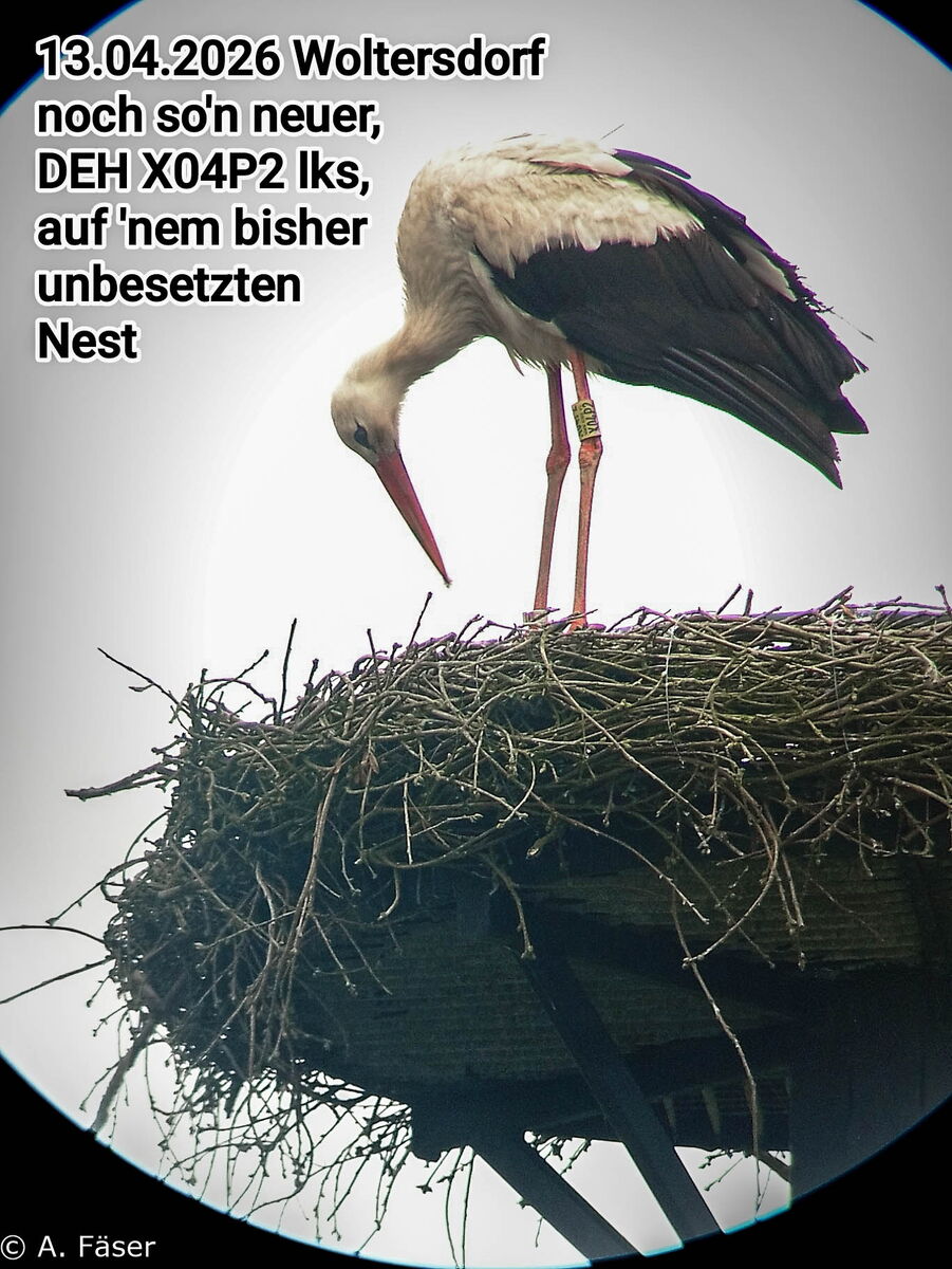 Seppl durch ein Fernglas gesehen, oben links steht ein Text auf dem Foto mit der Ringnummer von Seppl und der Ortsangabe