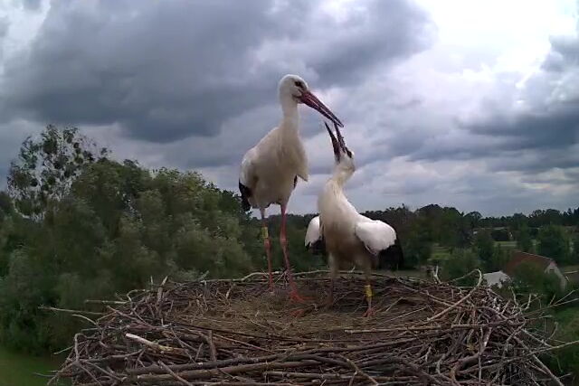 auf dem Webcam-Nest stehen Altstorch Benjamin (mit gelbem Ring) und Jungstorch, der ihn anbettelt