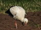 Nach Nahrung suchender Weißstorch auf Feld