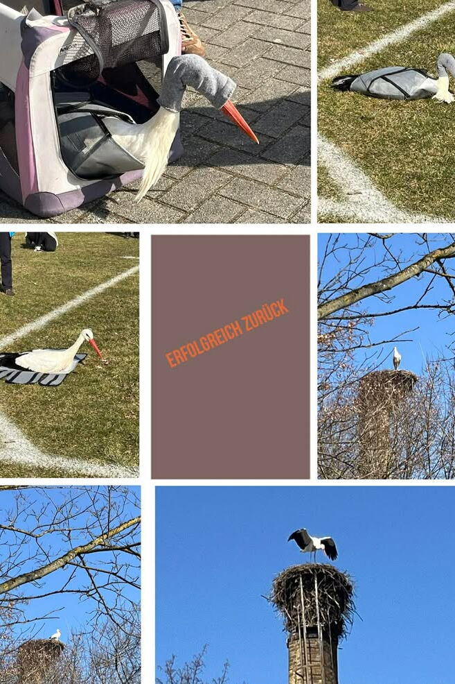 eine Collage von einzelfotos von der Auswilderung des Storches Janosch
