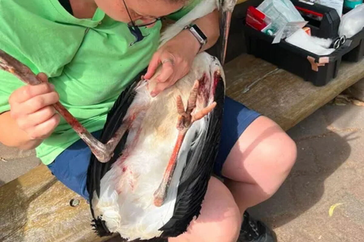 auf dem Schoß von Antje Kaatz liegt ein junger Storch auf dem Rücken. auf dem Bauchgefieder ist etwas Blut erkennbar. Antje prüft die Ständer des Storches