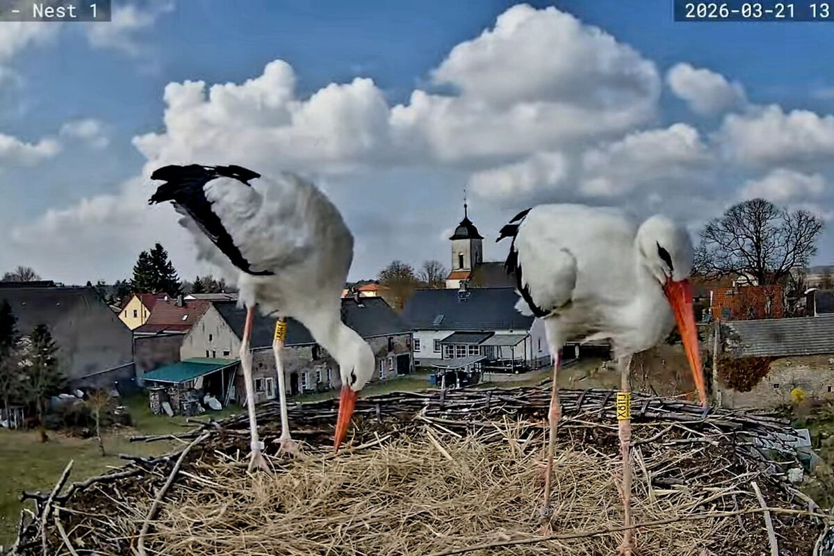 durch das Auge einer Webcam sehen wir zwei Störche auf einem Nest