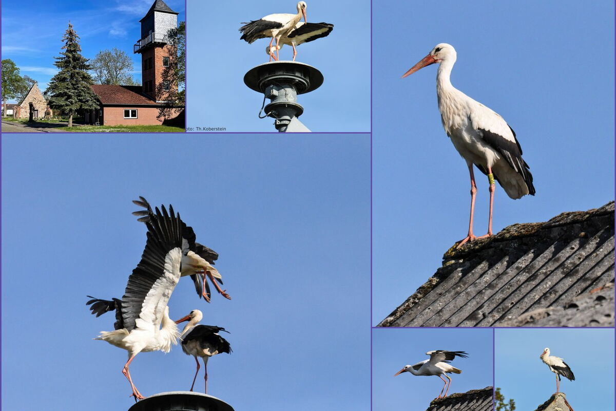 Basuto_in Ellenberg_25.04.2025