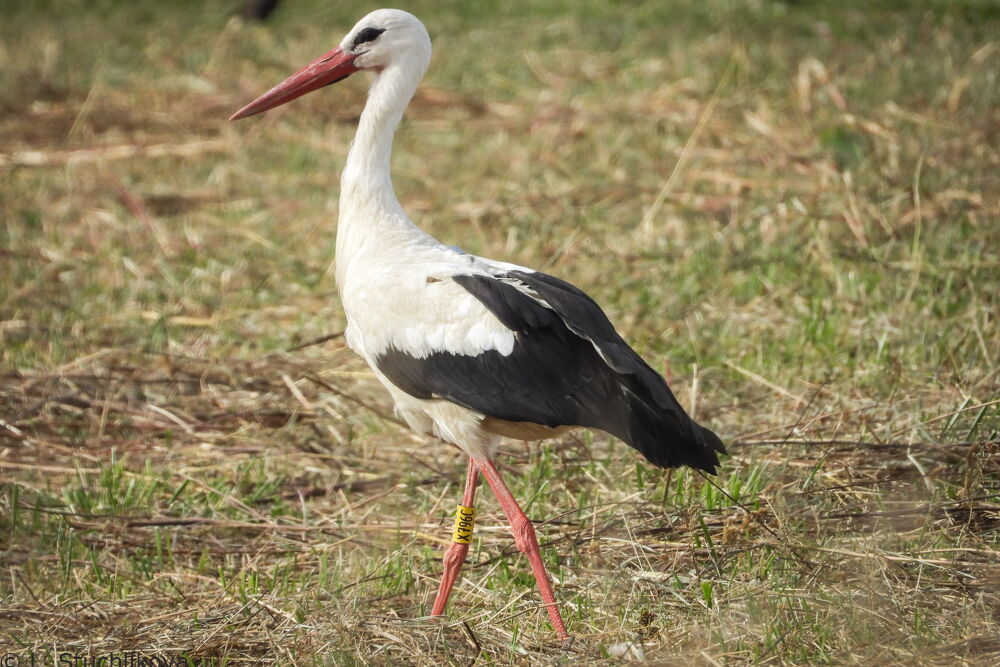 ein stolzer Storch mit gelben Ring und Sender auf dem Rücken.