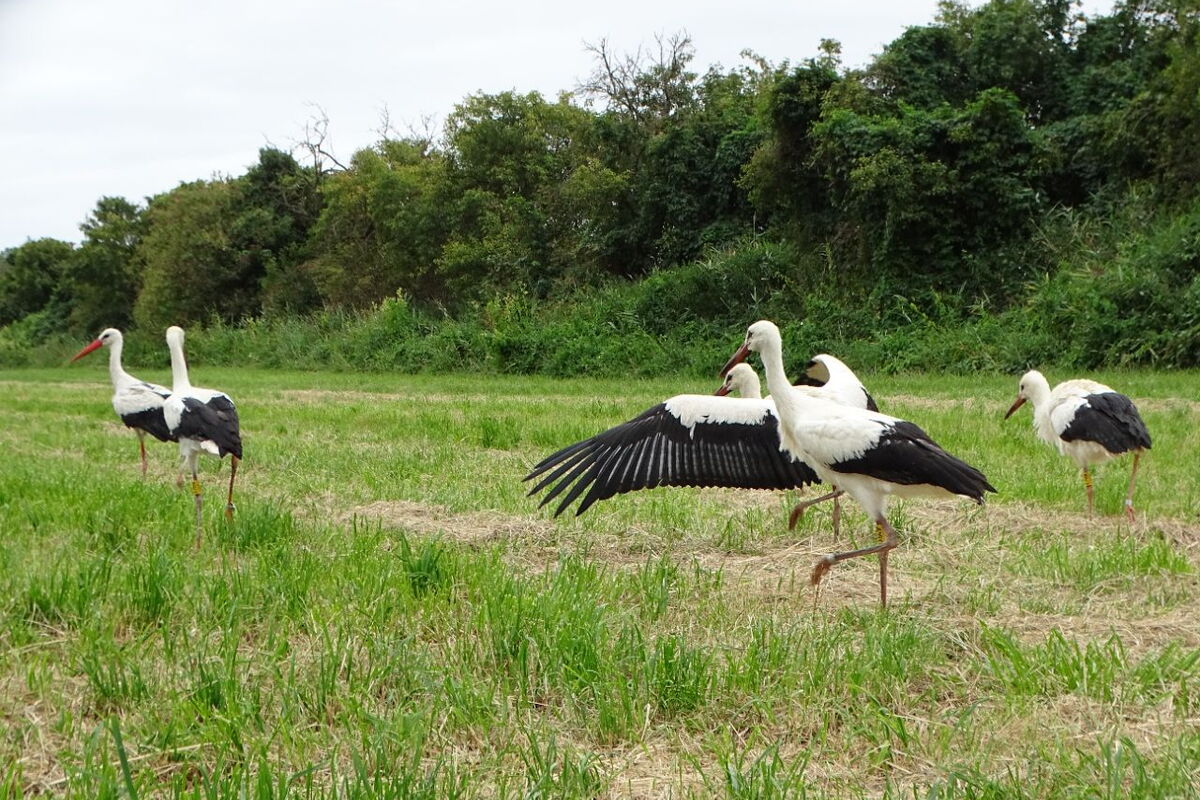5 junge Störche laufen über die gemähte Wiese, einer breitet die Flügel aus