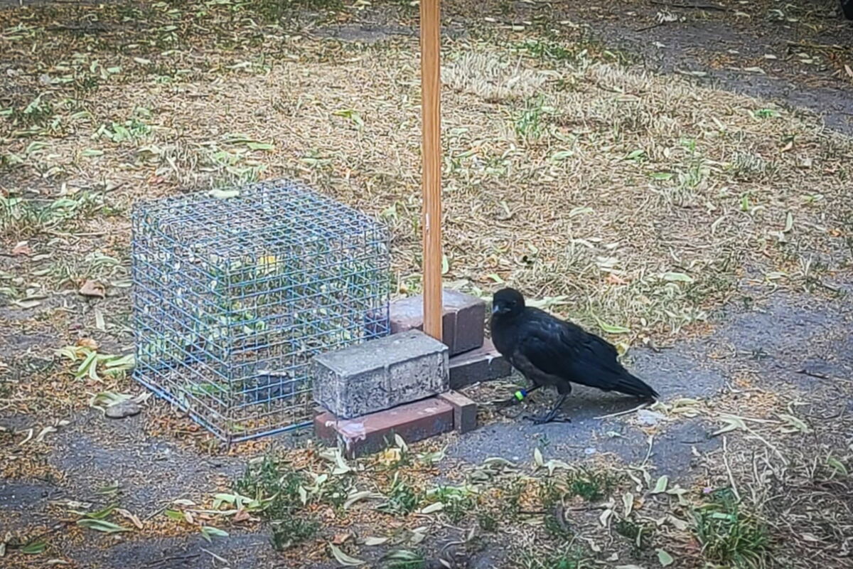 die Krähe sitzt vor einem kleinen Metallkäfig, der am Boden zwischen Steinen auf dem Boden liegt. Ein Stab kennzeichnet das Hindernis