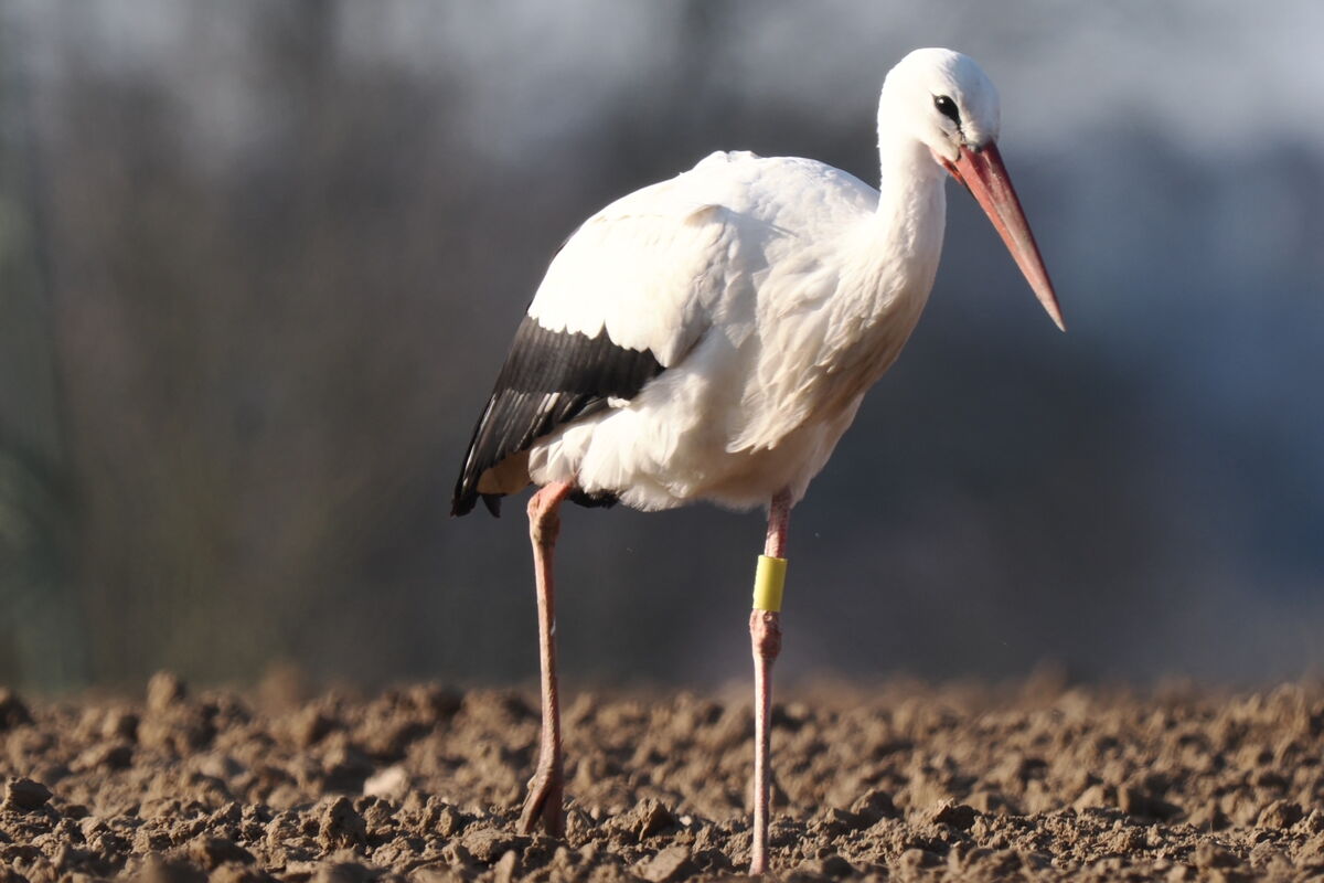 ein Weißstorch mit einem gelben Ring läuft über ein gepflügtes Feld