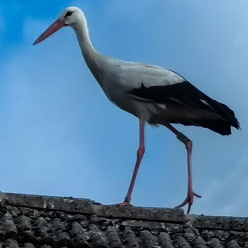 Ein Storch (Claus) läuft über den Dachfirst