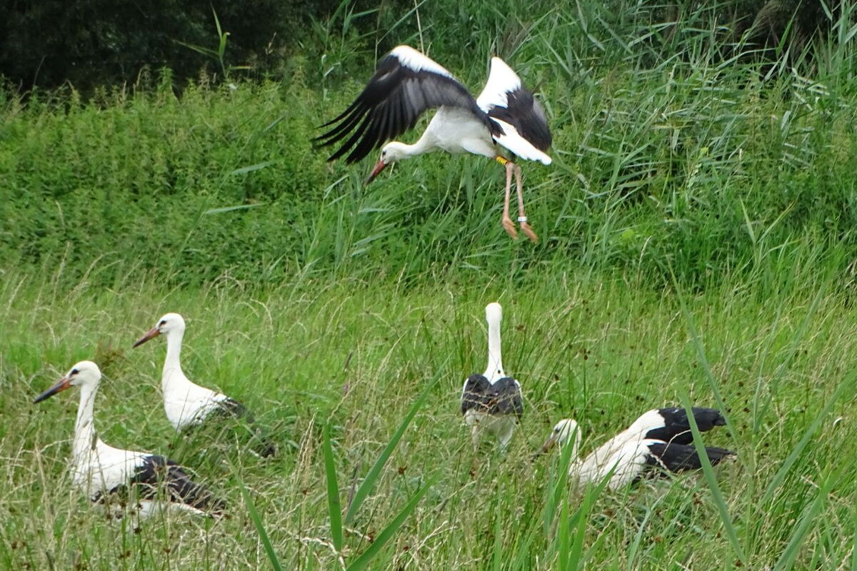 vier Storche sind am Boden im Gras und einer der jungen Störche hebt gerade ab