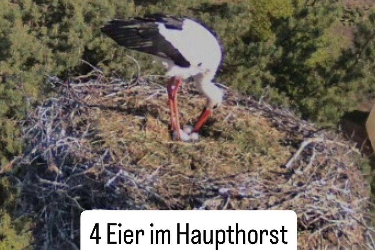 Blick in das Nest, ein Storch wendet gerade die 4 Eier