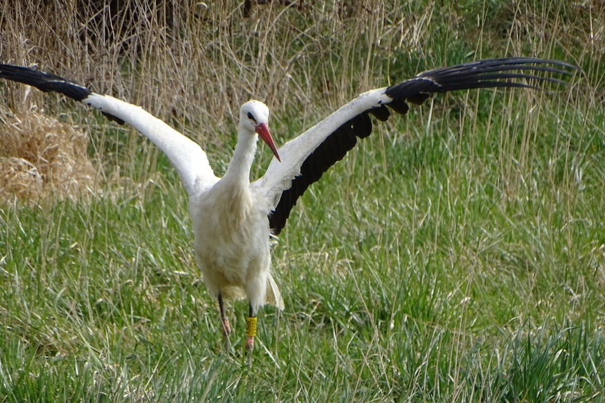 Storch Udolfi mit ausgebreiteten Schwingen