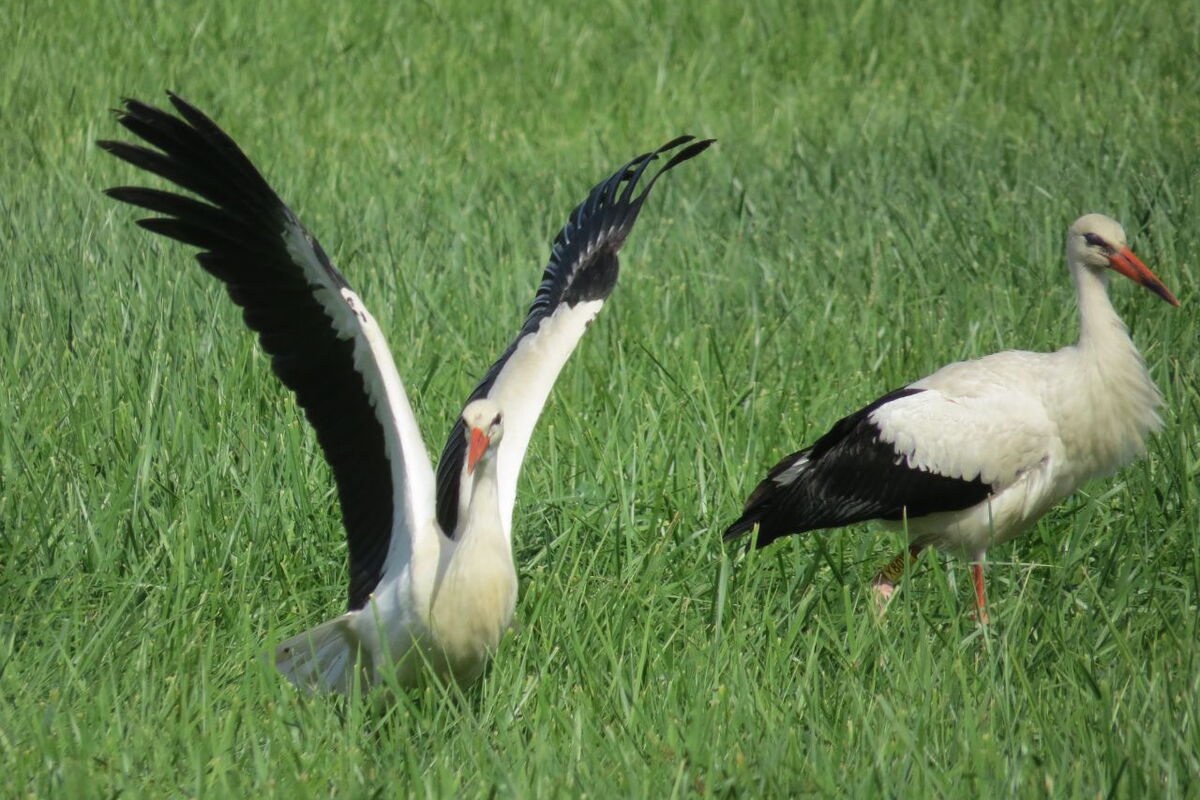 ein Storch steht mich hochgestellten Flügeln, der andere läuft auf der Wiese und schaut zum ersten hinüber