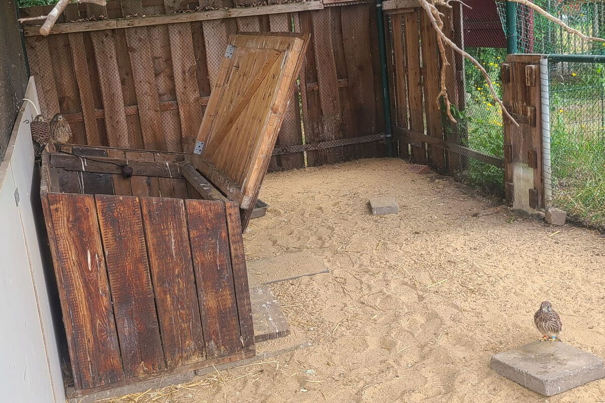 die gleiche Voliere, aber auf einem Stein auf dem Boden sitzt ein weiterer Turmfalke