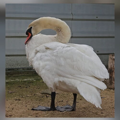ein Schwan steht in der Voliere