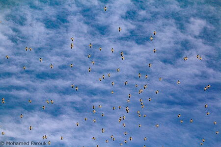 Zuggruppe von Störchen 4. März 2022 bei Assuan