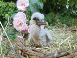 Vivienne 15.06.2023 aus Sperenberg