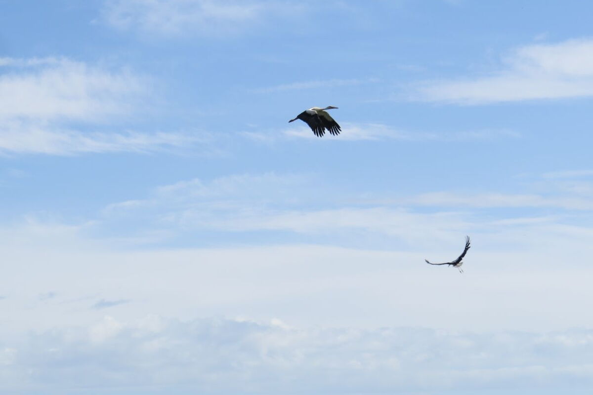 zwei Störche fliegen am fast blauen Himmel