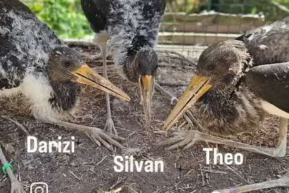 ein Foto mit den drei Schwarzstörchen und darauf die Namen - Link zum Yputube-Short-Video