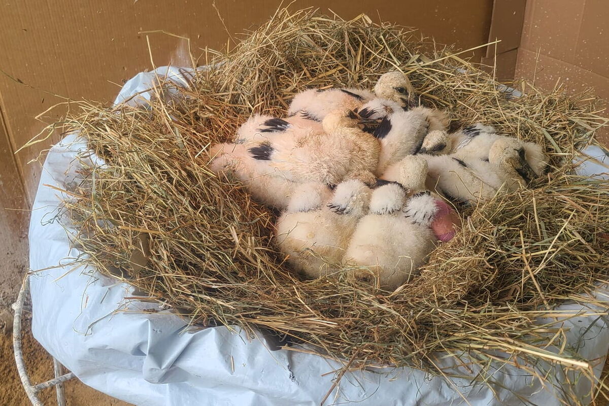 in diesem Nest liegen 7 noch jüngere Störche, die schwarzen Federn sind gerade erkennbar