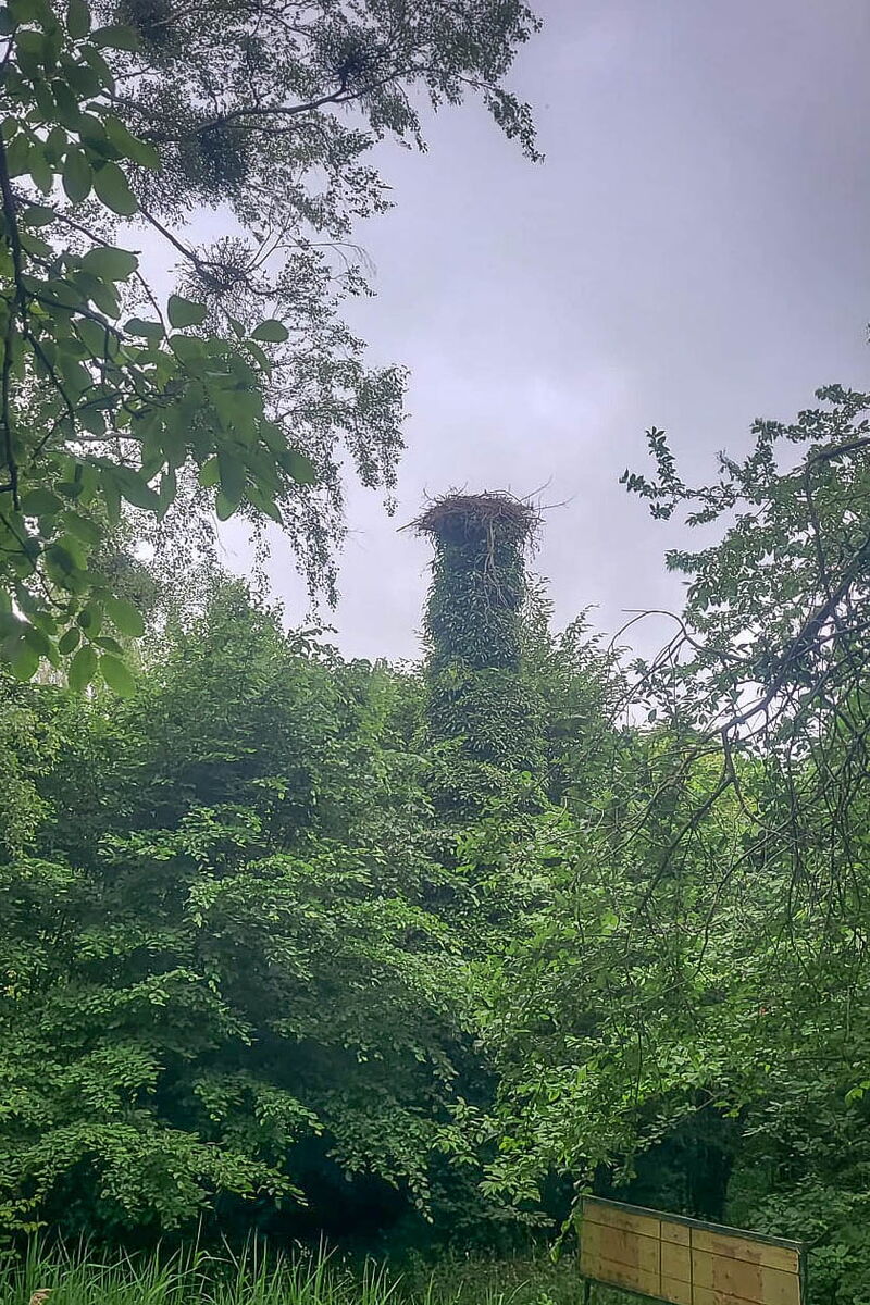 Es ist ein Storchennest mit einem umwachsenen Mast zu erkennen.
