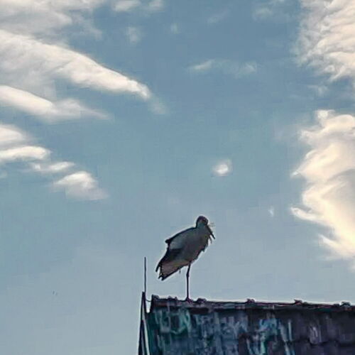 auf einem Dachfirst steht ein Storch
