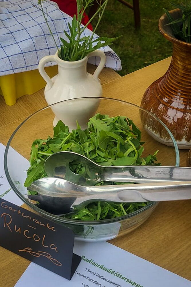ein dunkelgrüner Salat Rucola - Gartenrauke