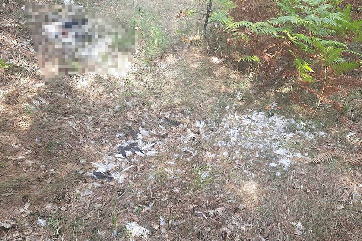 Federn liegen herum auf dem Waldboden, im Hintergrund ei verpixelter Storchenkörper