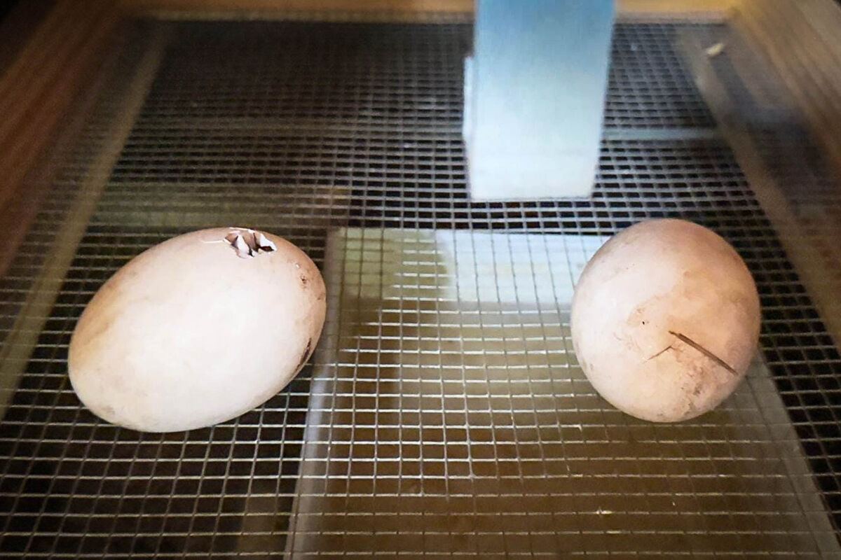 im Brutschrank liegen zwei Storcheneier, eines hat ein kleines Loch