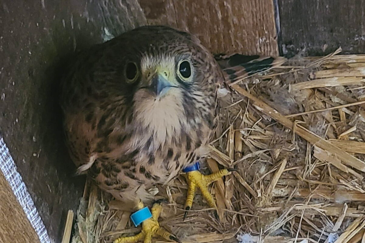 schon sehr gut entwickelter Turmfalke je einem blauen Ring an jedem Fuß