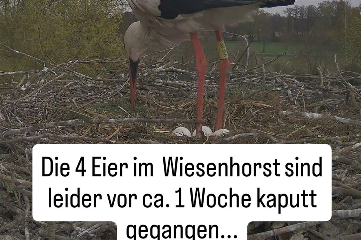 Kamerablick ins Nest: Wally (Ringnummer X1F05) schaut auf die 4 Eier