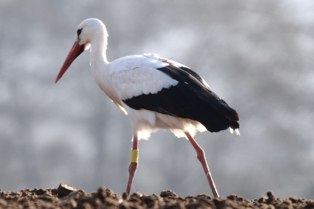 der Storch im Profil - die Antenne (etwa 10cm) auf dem Rücken ist erkennbar