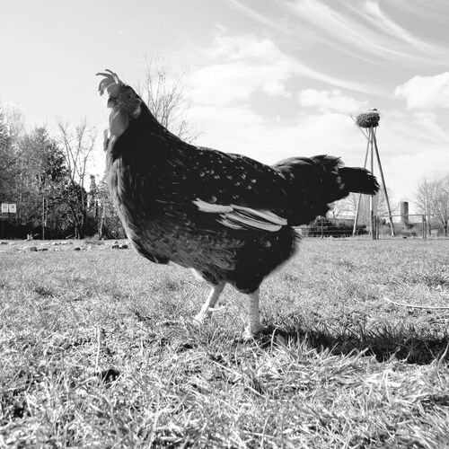 Schwarz-weiß-Foto von Elvira vor dem Wiesenhorst