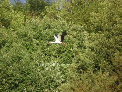 Albert im Flug