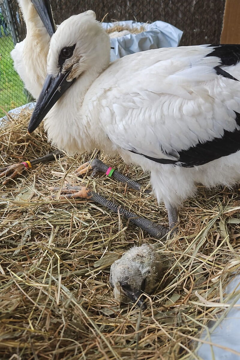 im Nest sind zwei größere Jungstörche zu sehen und ein winziges erst wenige Tage altes Küken