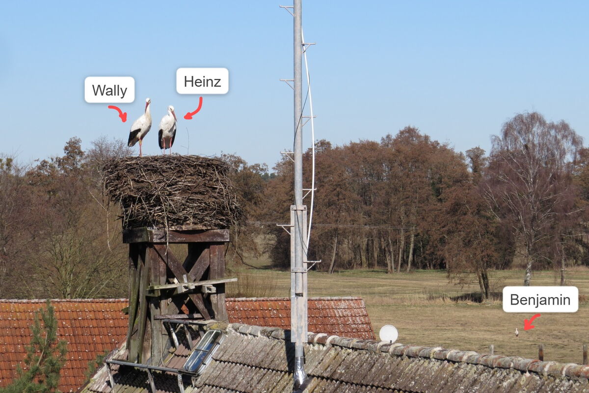 Blick aus dem Dachfenster auf den Haupthorst mit Wally und Heinz, Benjamin auf der Wiese dahinter