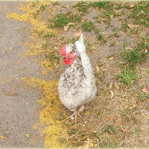 ein weißbraunes Huhn leicht von oben aufgenommen