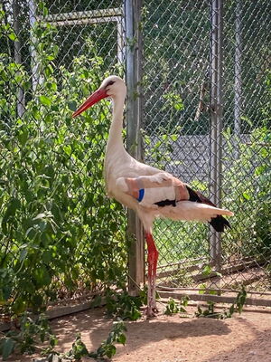 2149 Janosch Wittenberg