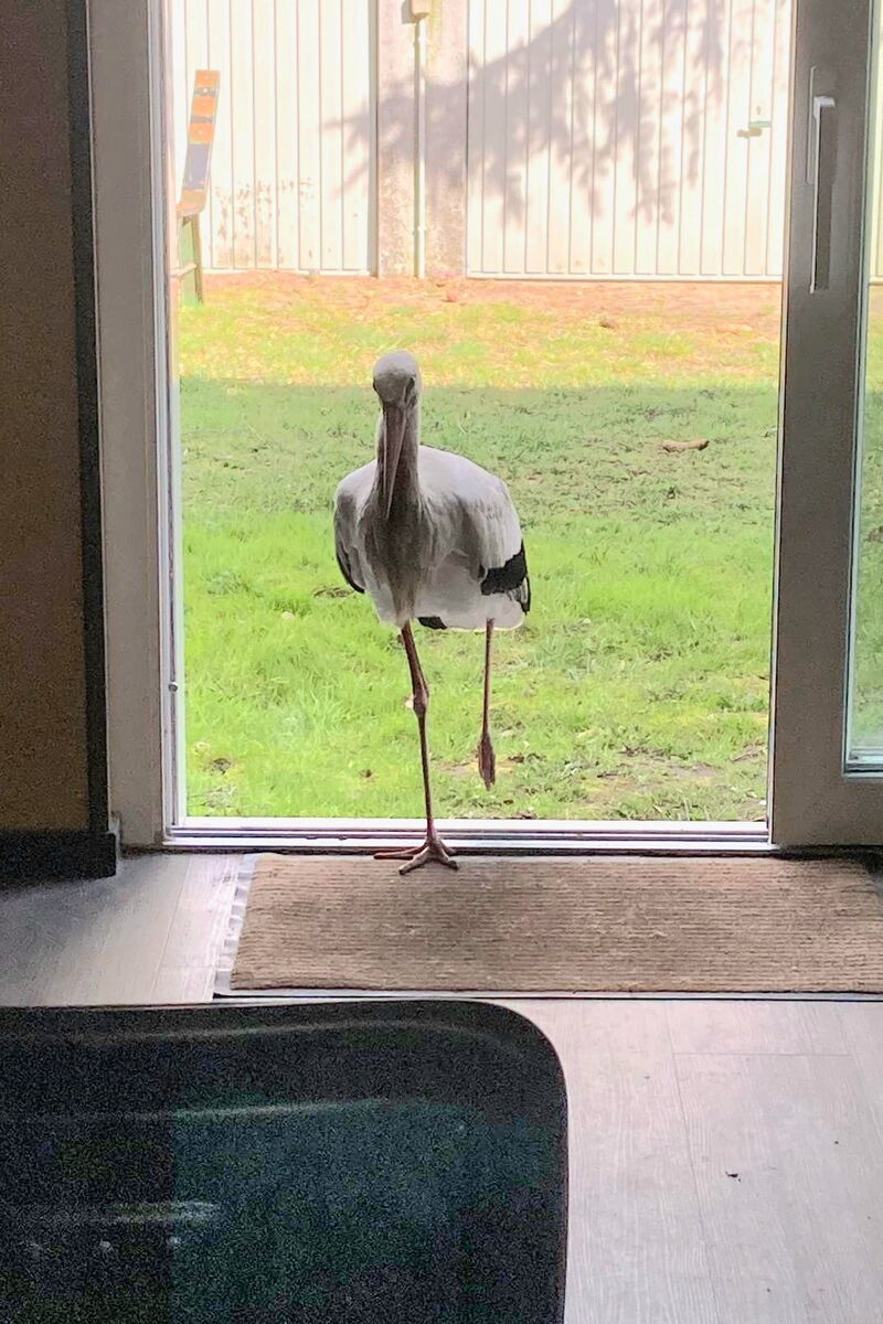 das Foto wurde aus  einem Raum gemacht, im Eingang ein Storch