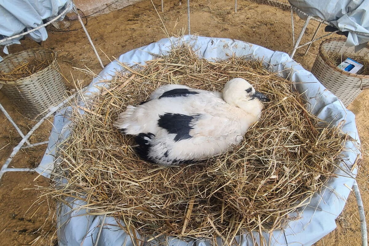 in einem der Nester sitzt ein Jungstorch allein