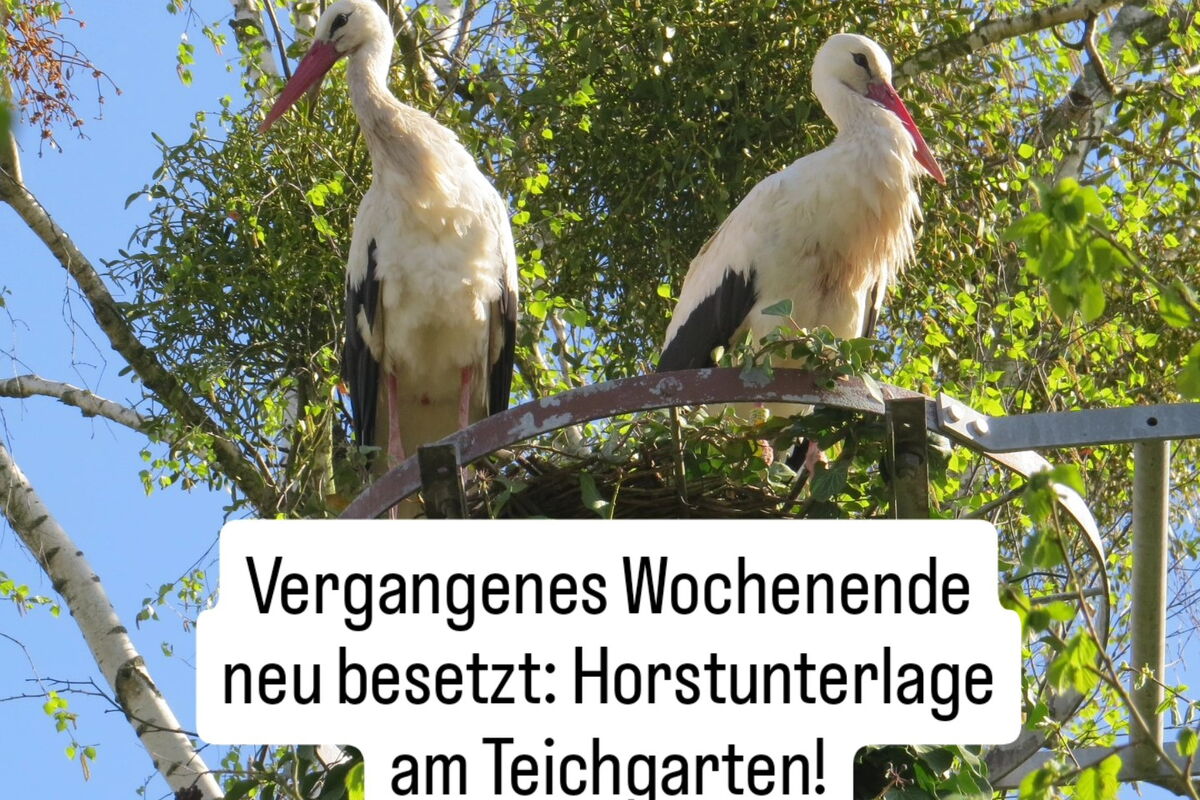von unten fotografiert: ein Stahlrad als Nisthilfe mit einigen Zweigen und zwei Störchen