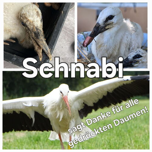 eine Collage aus drei Fotos von Schnabi, dem Kreuzschnabel, vom Anfang und von der Auswilderung