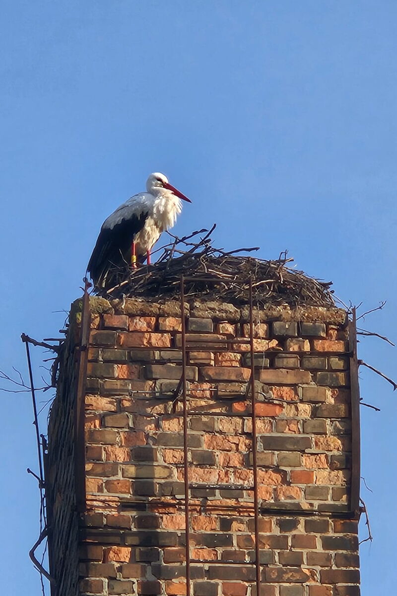 Mika steht auf dem Schornstein mit dem Nest an der Kita