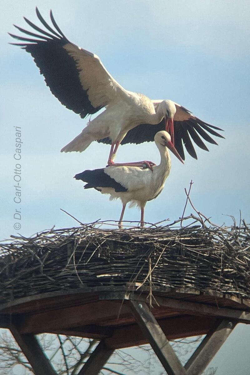 auf einem Nest (Dachreiter) sieht man einen Storch (Seppl) der auf einen anderen Storch aufsteigt