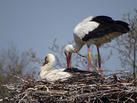 Nobby mit neuer Partnerin