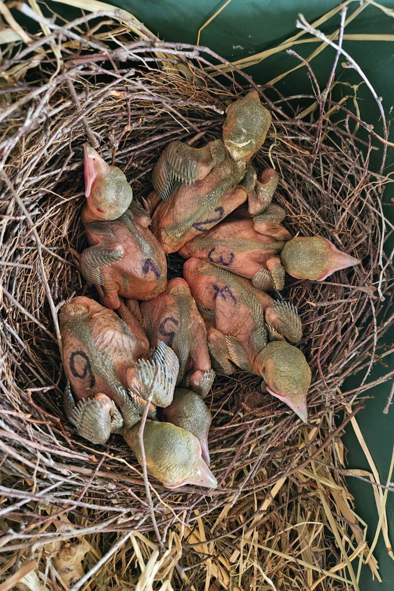 Blick auf ein Vogelnest mit 6 kleinen, nackigen Vogelküken