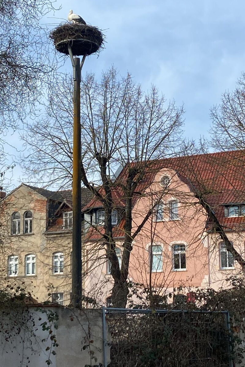 Blick von unten auf das Nest an der Dammstraße. Darauf steht ein Storch
