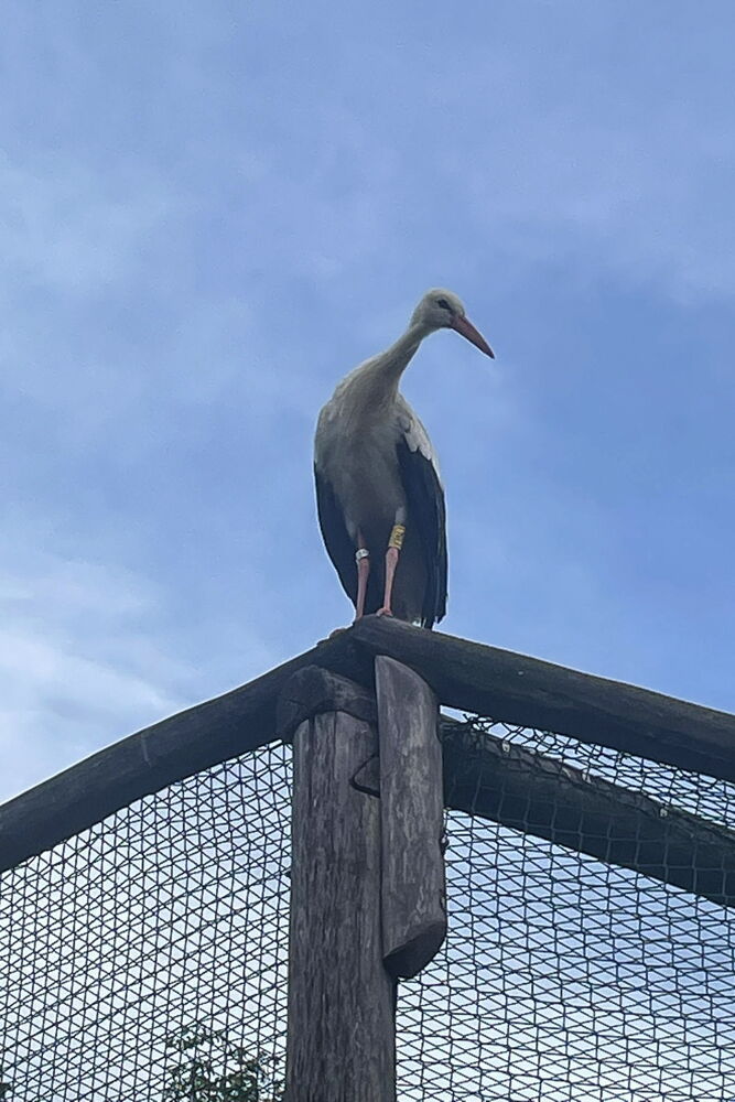 ein Storch schaut von dem Pfahl der Voliere herunter