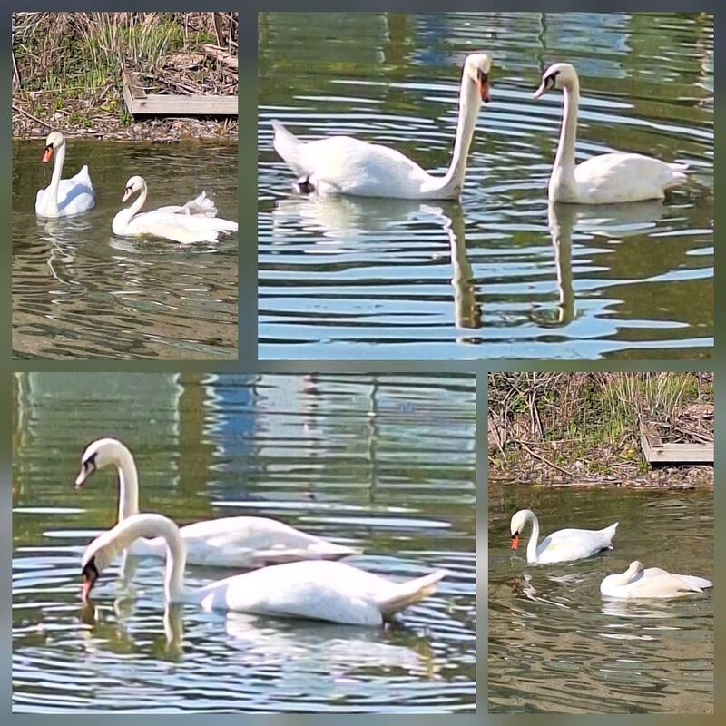 eine Collage von Fotos von der Schwänin mit ihrem neuen Partber